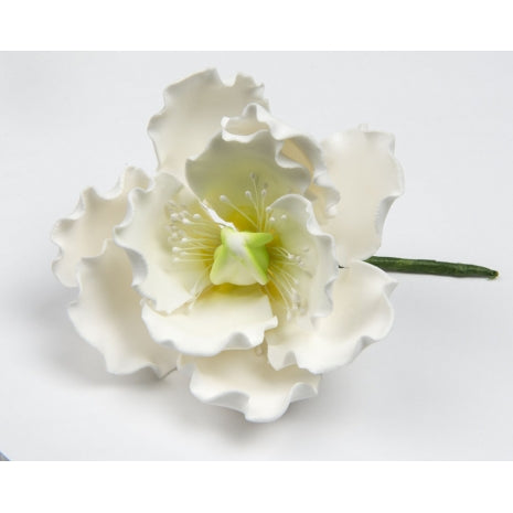 Peony Rose Large 5 per box - Sugar Dec